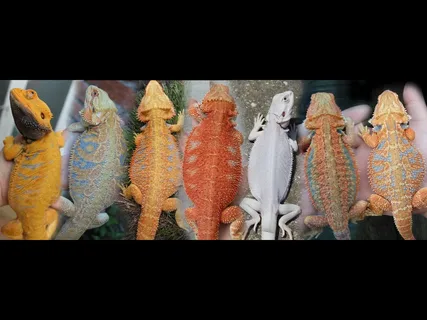 Bearded Dragon Colors Explained: Every Morph, Meaning and Price