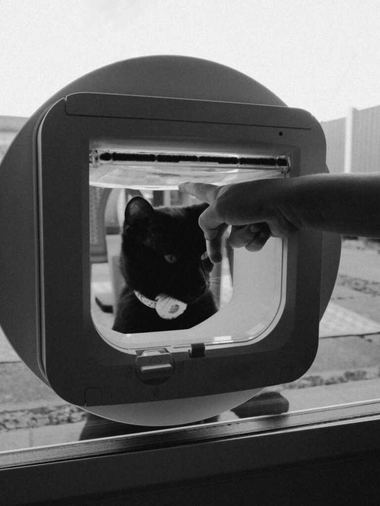 Black cat looking through a cat flap as a hand reaches toward it