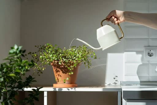 Woman watering a potted houseplant with a white metal watering can