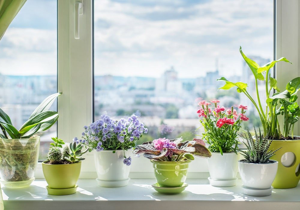 Houseplants placed by a bright window receiving plenty of natural light