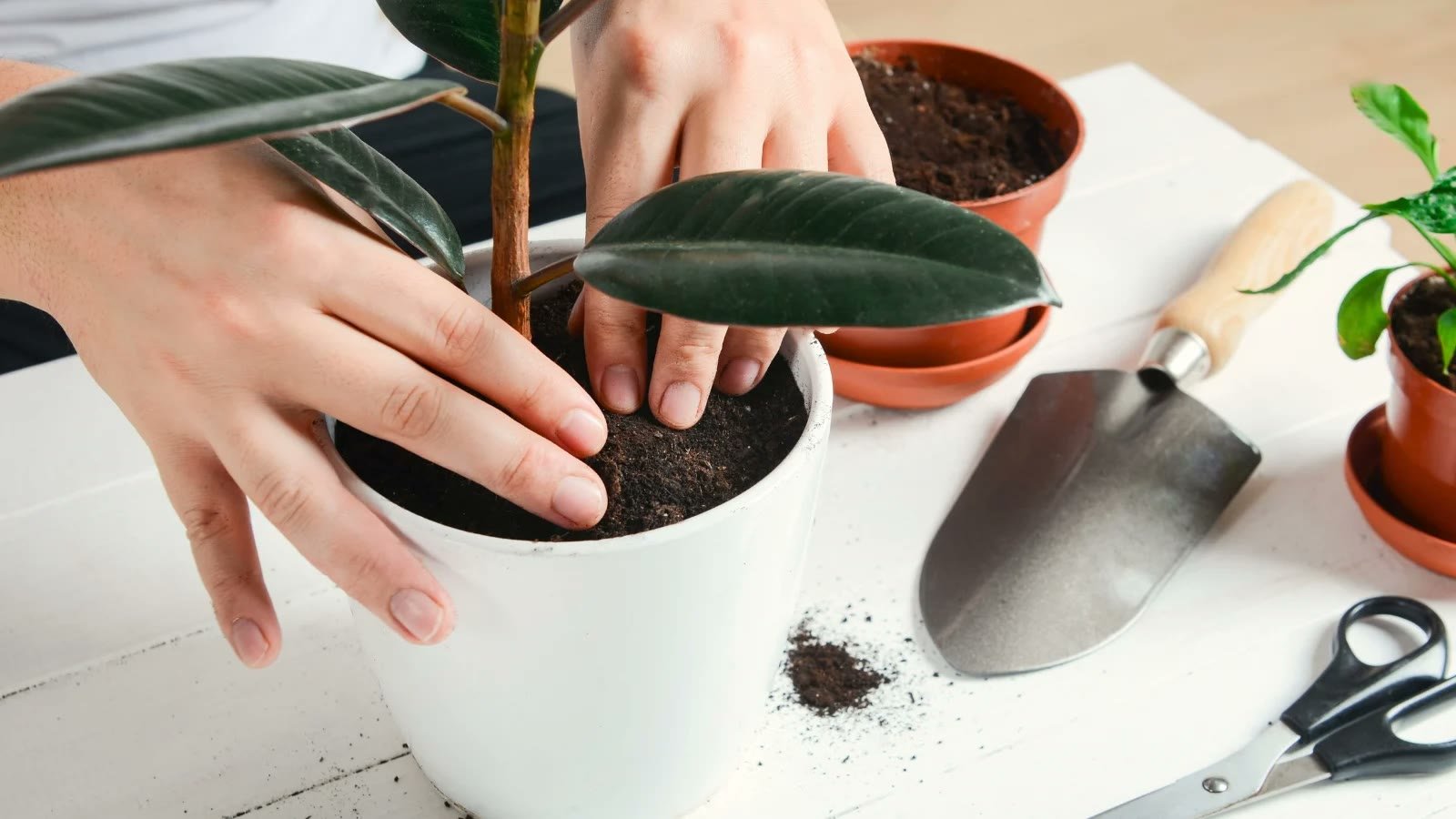 Hands pressing fresh potting soil around a houseplant during repotting