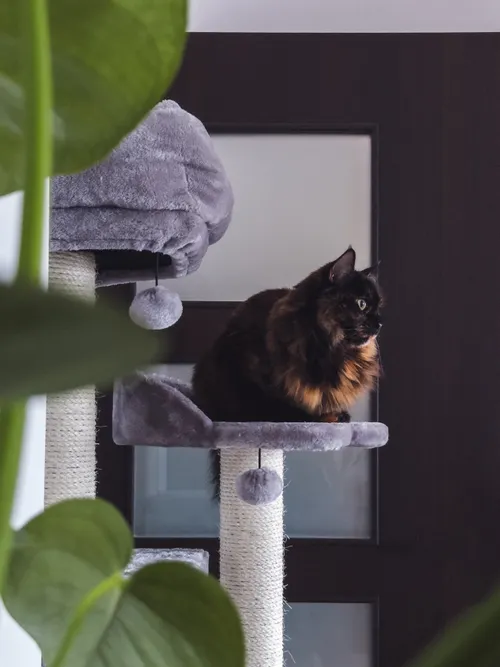Cat sitting on a scratching post placed next to a couch