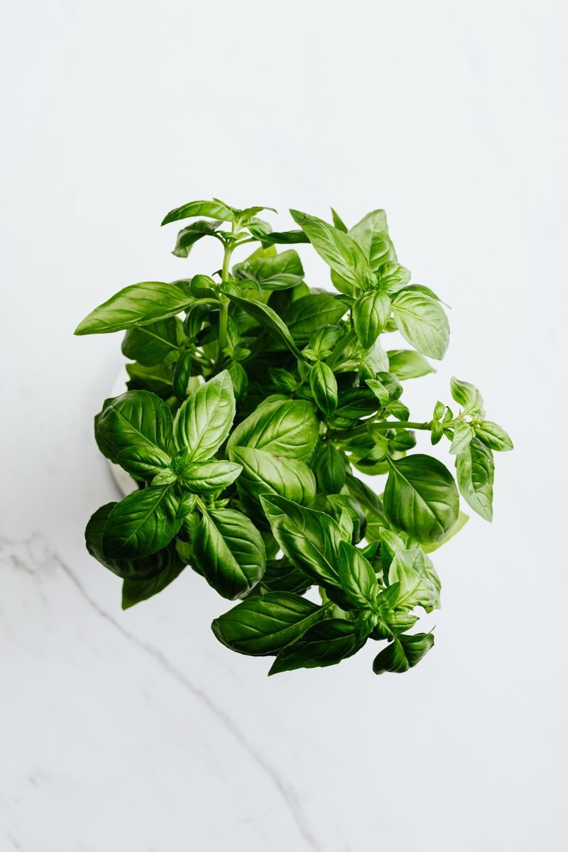 Healthy green basil plant in a white pot
