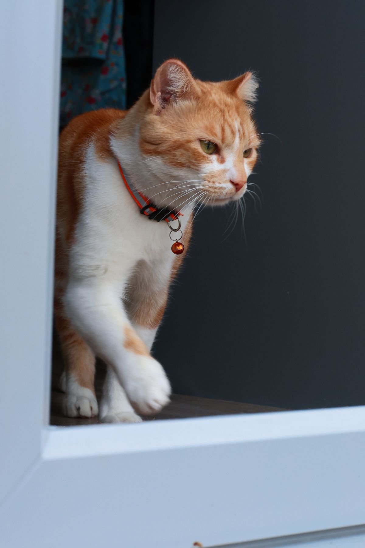Ginger and white cat stepping through a doorway into a warm home