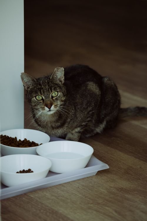 Tabby cat sitting beside a tray of food bowls on the floor