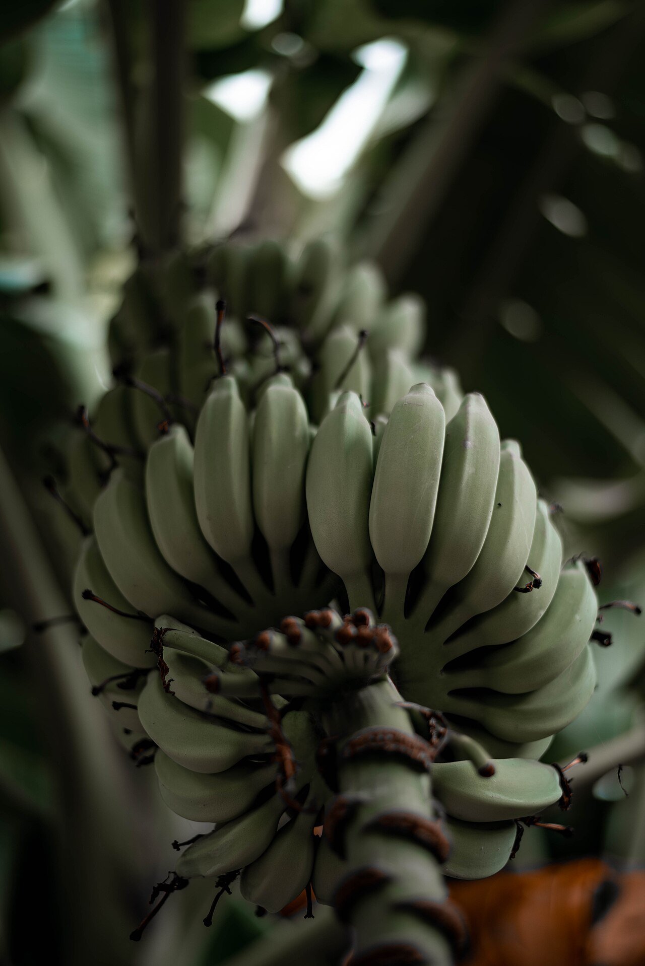 Green unripe banana bunch on the plant