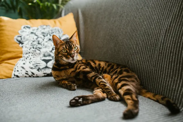 Calico cat resting on a sofa corner protected during scratch training