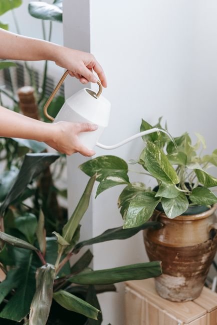 Hand watering a potted plant with a white watering can