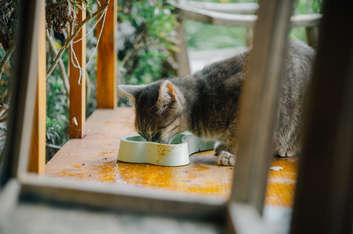Gray tabby cat eating from a bowl on a rustic wooden table outdoors