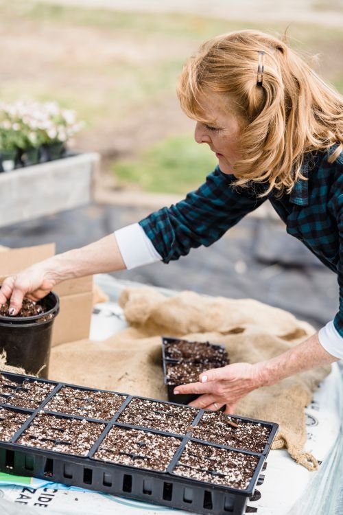 Gardener sowing seeds into seed trays filled with soil