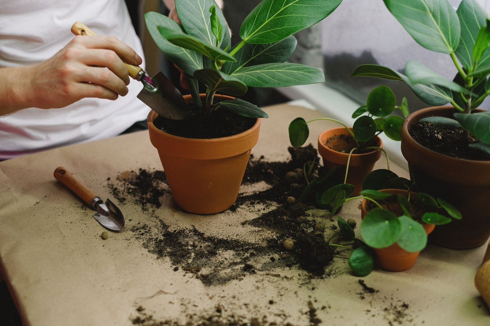 Repotting a plant into a terracotta pot with fresh potting soil