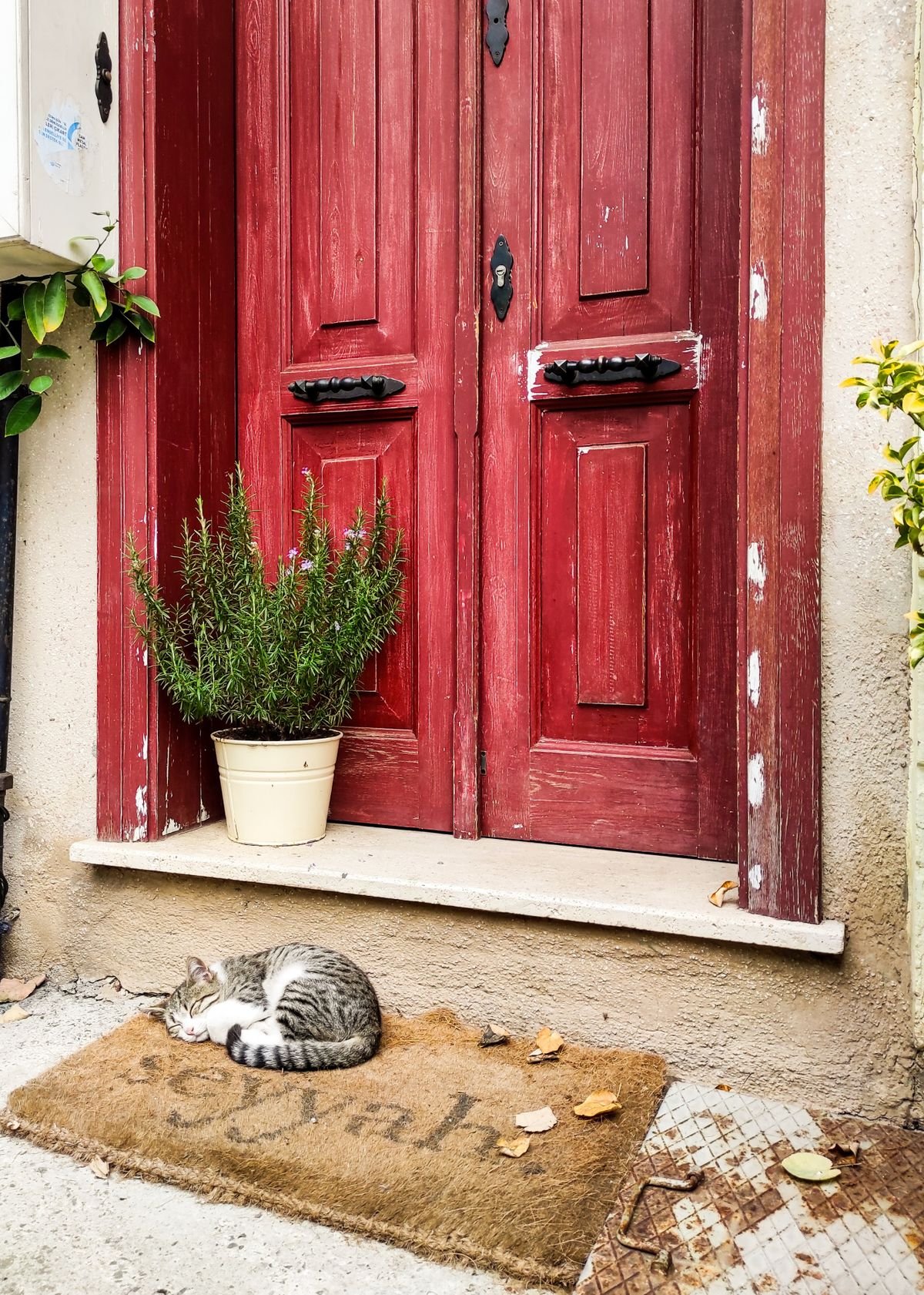 Tabby cat sleeping curled up on a doormat beside a red door
