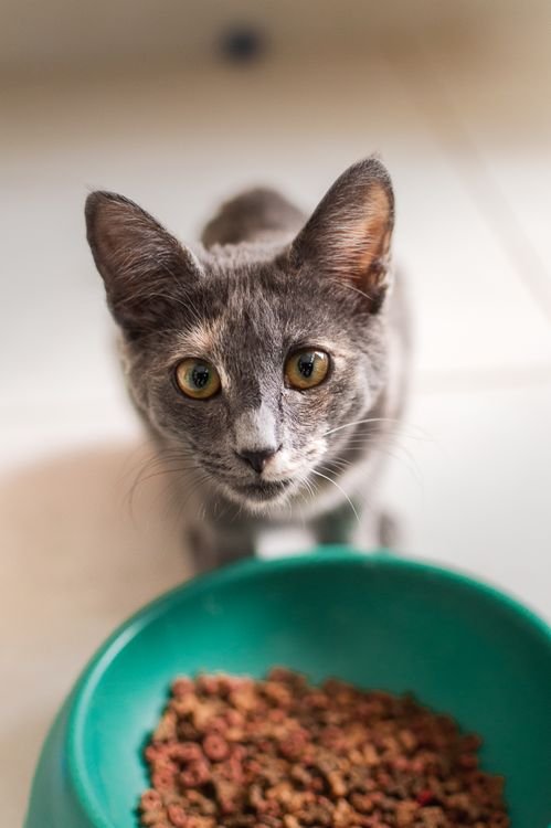 Cat looking at its food bowl in a cozy indoor feeding corner