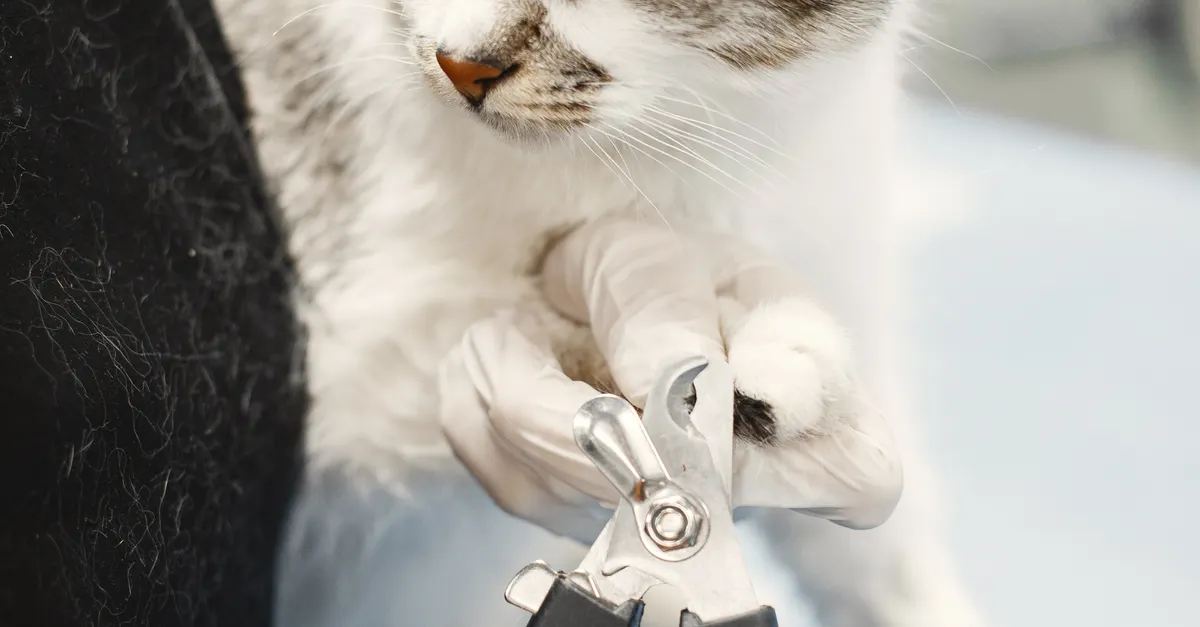 Person gently trimming a cat's nails with clippers