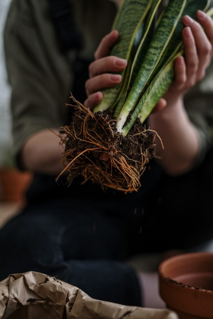 Hands holding a snake plant with its root ball exposed while repotting into fresh soil