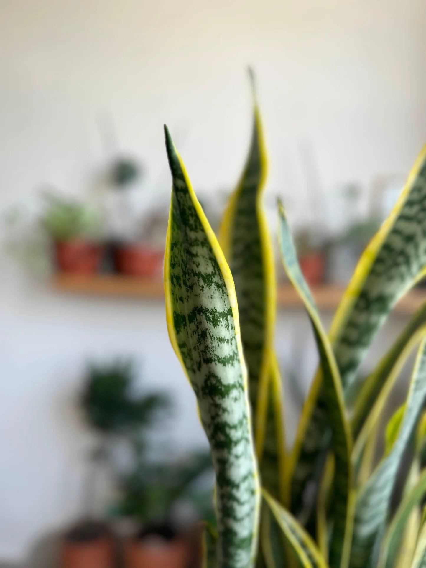 Close up of healthy variegated snake plant leaves with yellow margins