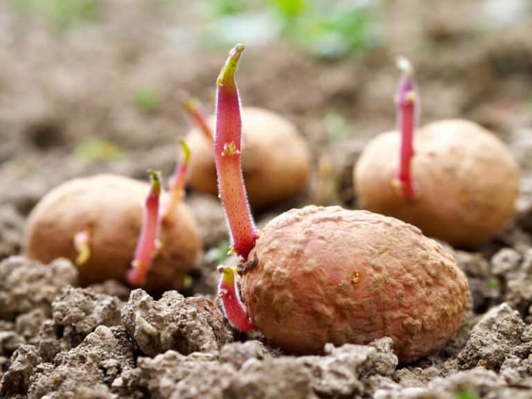 Close up of a potato that has started sprouting