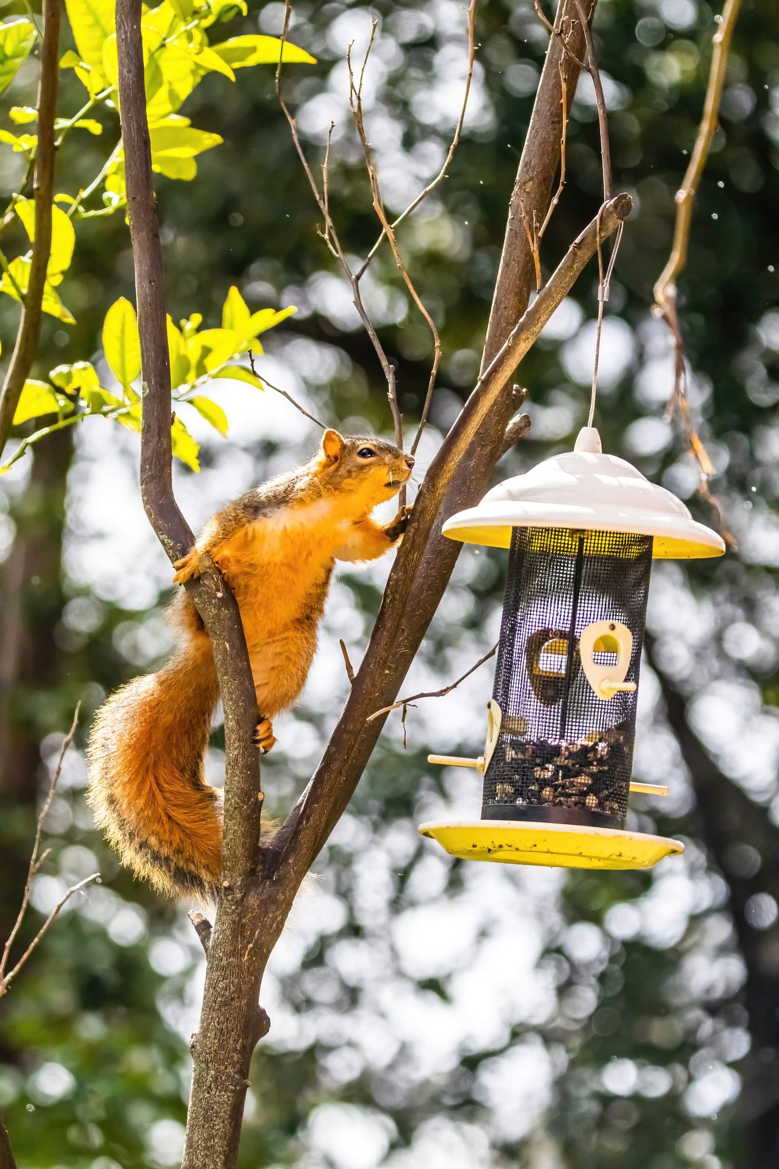Squirrel on a tree branch reaching toward a hanging bird feeder