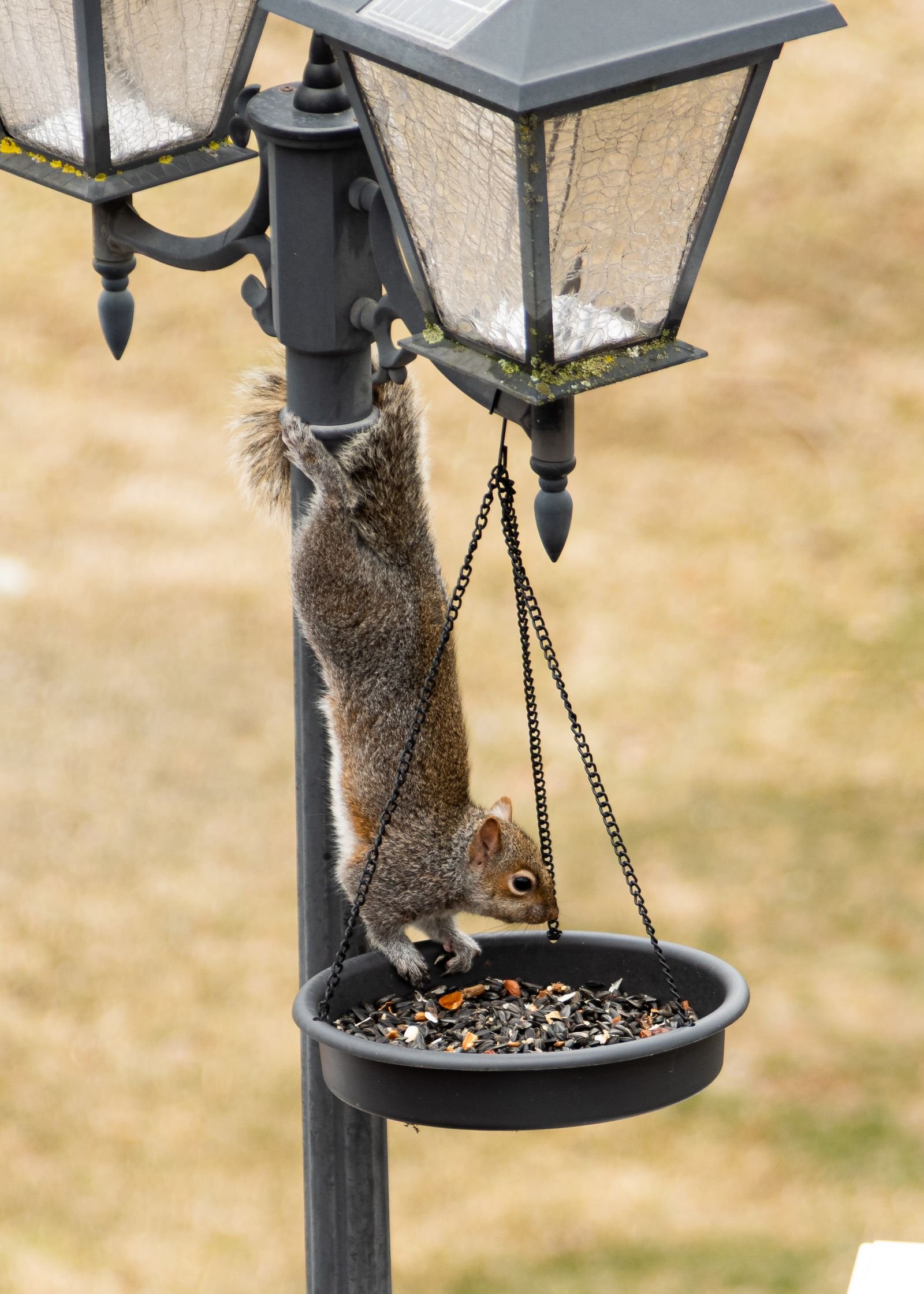 Squirrel climbing down a pole to reach a hanging bird seed feeder