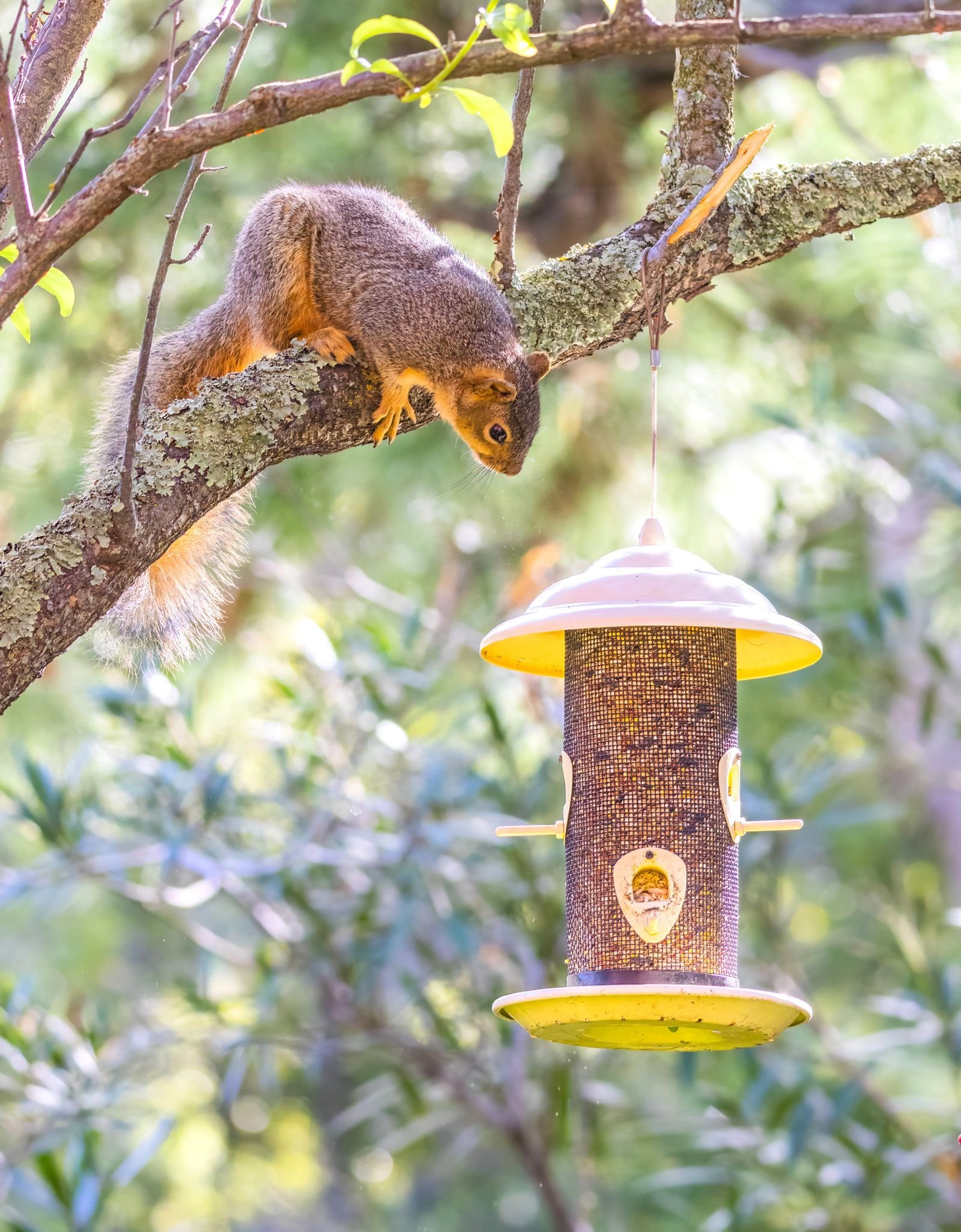 Squirrel leaning from a branch toward a hanging tube bird feeder full of seed